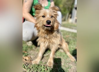 Kleiner Yorkie Mix ähnl. Hundejunge, ca. 12Mon., 35cm, kastriert