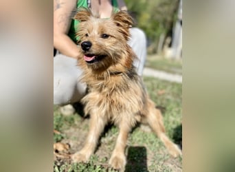 Kleiner Yorkie Mix ähnl. Hundejunge, ca. 12Mon., 35cm, kastriert