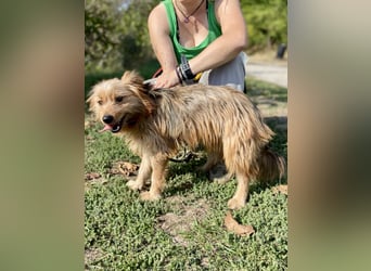 Kleiner Yorkie Mix ähnl. Hundejunge, ca. 12Mon., 35cm, kastriert