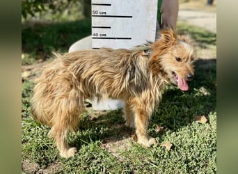 Kleiner Yorkie Mix ähnl. Hundejunge, ca. 12Mon., 35cm, kastriert