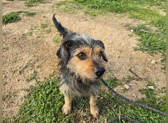 Camelot: ein Struwel zum Liebhaben