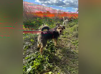 Camelot: ein Struwel zum Liebhaben