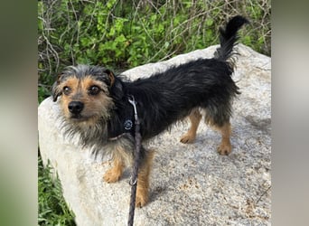 Camelot: kleiner Herzensbrecher