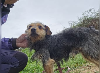 Camelot: kleiner Herzensbrecher