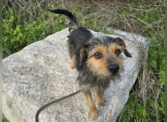 Camelot: kleiner Herzensbrecher