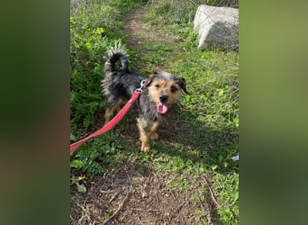 Camelot: ein Struwel zum Liebhaben