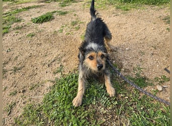 Camelot: kleiner Herzensbrecher