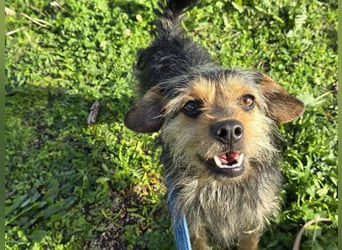 Camelot: kleiner Herzensbrecher