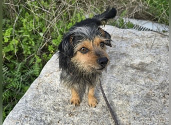 Camelot: kleiner Herzensbrecher