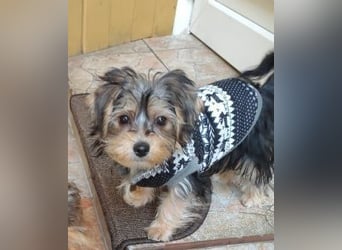 Welpe FLORA - die kleine Maus sucht ein warmes Körbchen und ein liebevolles Zuhause