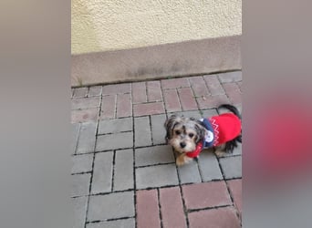 Welpe JANOSCH - der verspielte und verschmuste kleine Mann freut sich auf ein liebevolles Zuhause