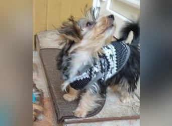 Welpe FLORA - die kleine Maus sucht ein warmes Körbchen und ein liebevolles Zuhause