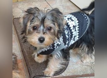 Welpe FLORA - die kleine Maus sucht ein warmes Körbchen und ein liebevolles Zuhause