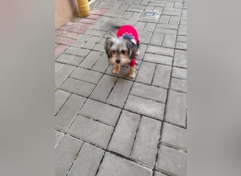 Welpe JANOSCH - der verspielte und verschmuste kleine Mann freut sich auf ein liebevolles Zuhause