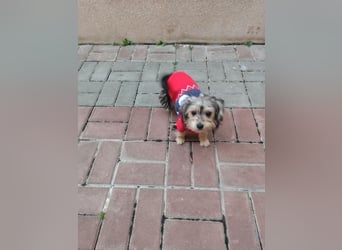 Welpe JANOSCH - der verspielte und verschmuste kleine Mann freut sich auf ein liebevolles Zuhause