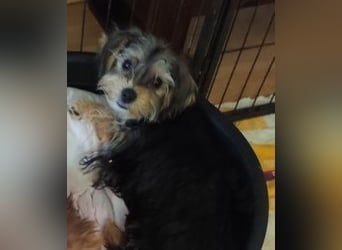 Welpe FLORA - die kleine Maus sucht ein warmes Körbchen und ein liebevolles Zuhause