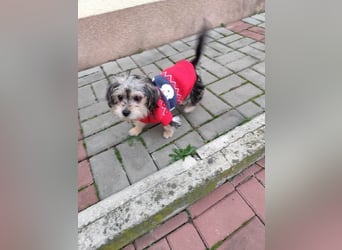 Welpe JANOSCH - der verspielte und verschmuste kleine Mann freut sich auf ein liebevolles Zuhause