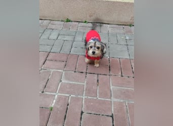 Welpe JANOSCH - der verspielte und verschmuste kleine Mann freut sich auf ein liebevolles Zuhause