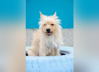 Toller Jetem sucht liebevolles Zuhause