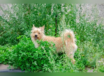 Toller Jetem sucht liebevolles Zuhause