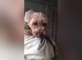 Yuki- PP, schüchterne kleine Yorki Hündin, geb. 09/2025