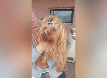 Szuzi, kleines Yorkshire Terrier Mix Mädchen geb. 04/2021