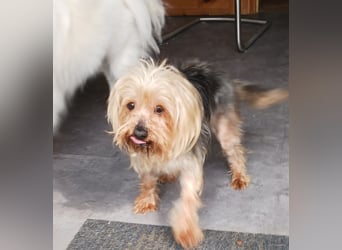 Szuzi, liebe kleine Yorkshire Terrier Mischlingshündin geb. 04/2021
