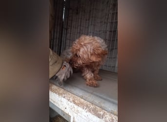 Yuki- PP, schüchterne kleine Yorki Hündin, geb. 09/2025