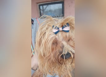 Szuzi, kleines Yorkshire Terrier Mix Mädchen geb. 04/2021