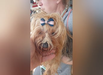 Szuzi, kleines Yorkshire Terrier Mix Mädchen geb. 04/2021