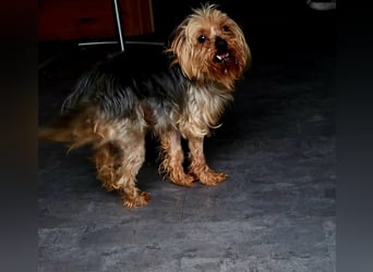 Szuzi, kleines Yorkshire Terrier Mix Mädchen geb. 04/2021
