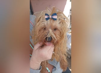 Szuzi, kleines Yorkshire Terrier Mix Mädchen geb. 04/2021