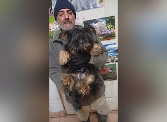 Pann, hübscher Yorkshire Terrier Mischling geb. 2025