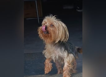 Szuzi, kleines Yorkshire Terrier Mix Mädchen geb. 04/2021