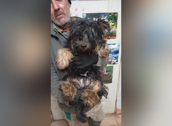 Pann, hübscher Yorkshire Terrier Mischling geb. 2025