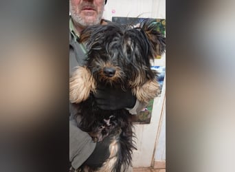 Pann, hübscher Yorkshire Terrier Mischling geb. 2025
