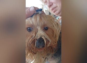 Szuzi, kleines Yorkshire Terrier Mix Mädchen geb. 04/2021