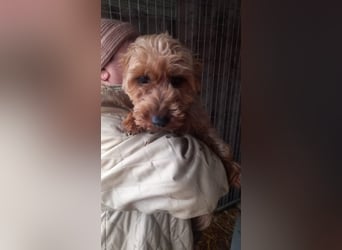 Yuki- PP, schüchterne kleine Yorki Hündin, geb. 09/2025