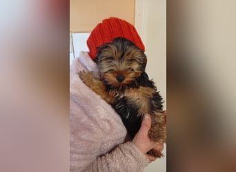 Morci, süßer kleiner Yorkshire Terrier MIschlingswelpe geb. 2025