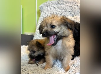 Scooby SR - verspielt, neugierig