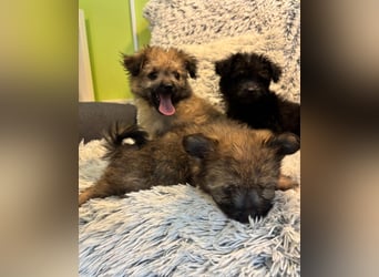 Scooby SR - verspielt, neugierig