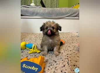 Scooby SR - verspielt, neugierig