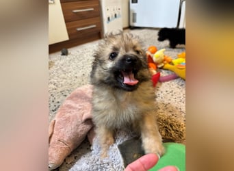 Scooby SR - verspielt, neugierig