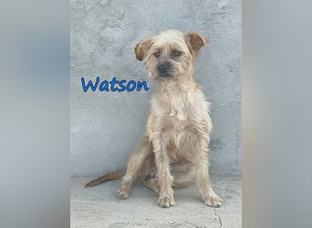 Watson geb. 03/2025 (ESP) - menschenbezogener Yorkshire-Terrier-Mischling!