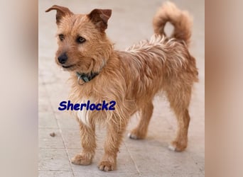 Sherlock2 geb. 07/2024 (ESP) - wunderschöner Yorki-Mix will das Leben entdecken!