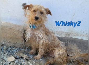Whisky2 geb. 07/2024 (ESP) - menschenbezogener Yorkshire Terrier Mix!