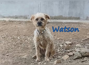 Watson geb. 03/2025 (ESP) - menschenbezogener Yorkshire-Terrier-Mischling!