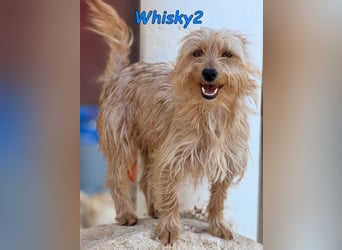 Whisky2 geb. 07/2024 (ESP) - menschenbezogener Yorkshire Terrier Mix!