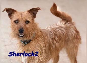 Sherlock2 geb. 07/2024 (ESP) - wunderschöner Yorki-Mix will das Leben entdecken!