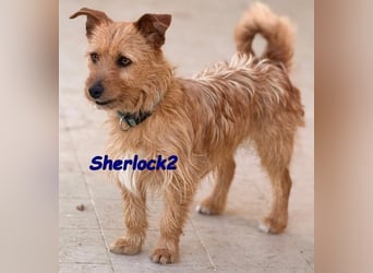 Sherlock2 geb. 07/2024 (ESP) - wunderschöner Yorki-Mix will das Leben entdecken!